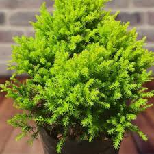 RedCrocus Cupressus 'Golden Pillar' Live Plant – Columnar Golden Cypress, Upright Evergreen for Full Sun, Coastal & Drought Tolerant, Low‑Maintenance Landscape Accent  10 Gallon Nursery Pot