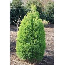 RedCrocus Cupressus 'Golden Pillar' Live Plant – Columnar Golden Cypress, Upright Evergreen for Full Sun, Coastal & Drought Tolerant, Low‑Maintenance Landscape Accent  10 Gallon Nursery Pot