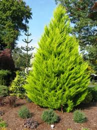 RedCrocus Cupressus 'Golden Pillar' Live Plant – Columnar Golden Cypress, Upright Evergreen for Full Sun, Coastal & Drought Tolerant, Low‑Maintenance Landscape Accent  10 Gallon Nursery Pot