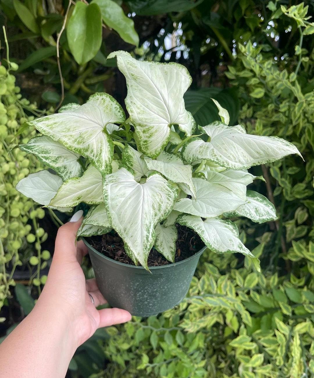 Syngonium Arrowhead Holly White - View 11 from www redcrocus com