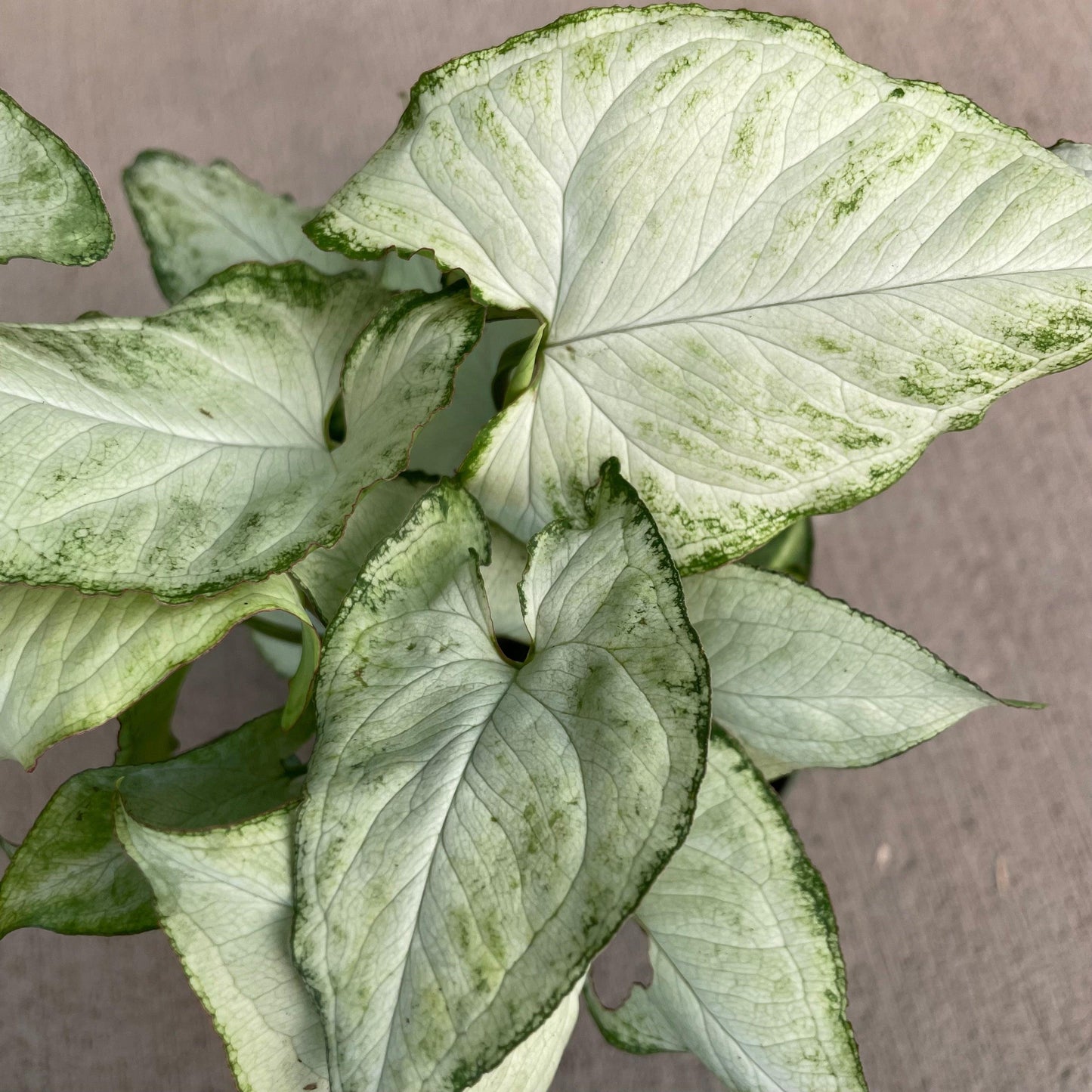 Syngonium Arrowhead Holly White - View 12 from www redcrocus com