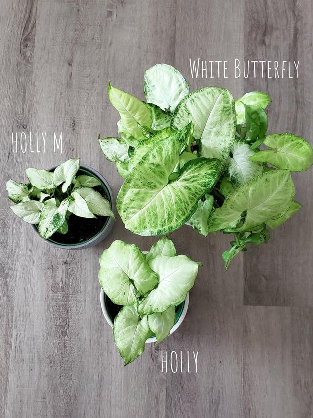 Syngonium Arrowhead Holly White - View 21 from www redcrocus com