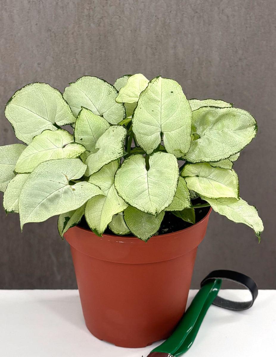 Syngonium Arrowhead Holly White - View 22 from www redcrocus com