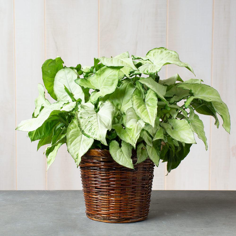 Syngonium Arrowhead Holly White - View 2 from www redcrocus com