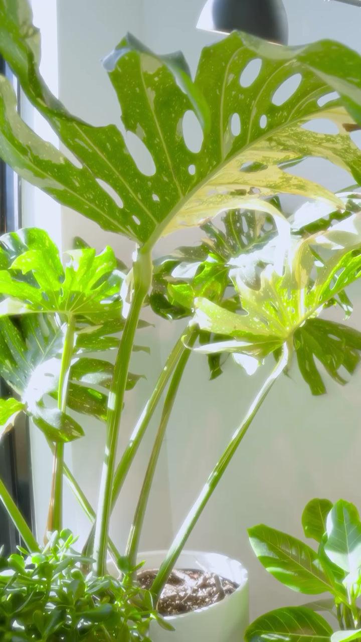 Syngonium Arrowhead Holly White - View 33 from www redcrocus com