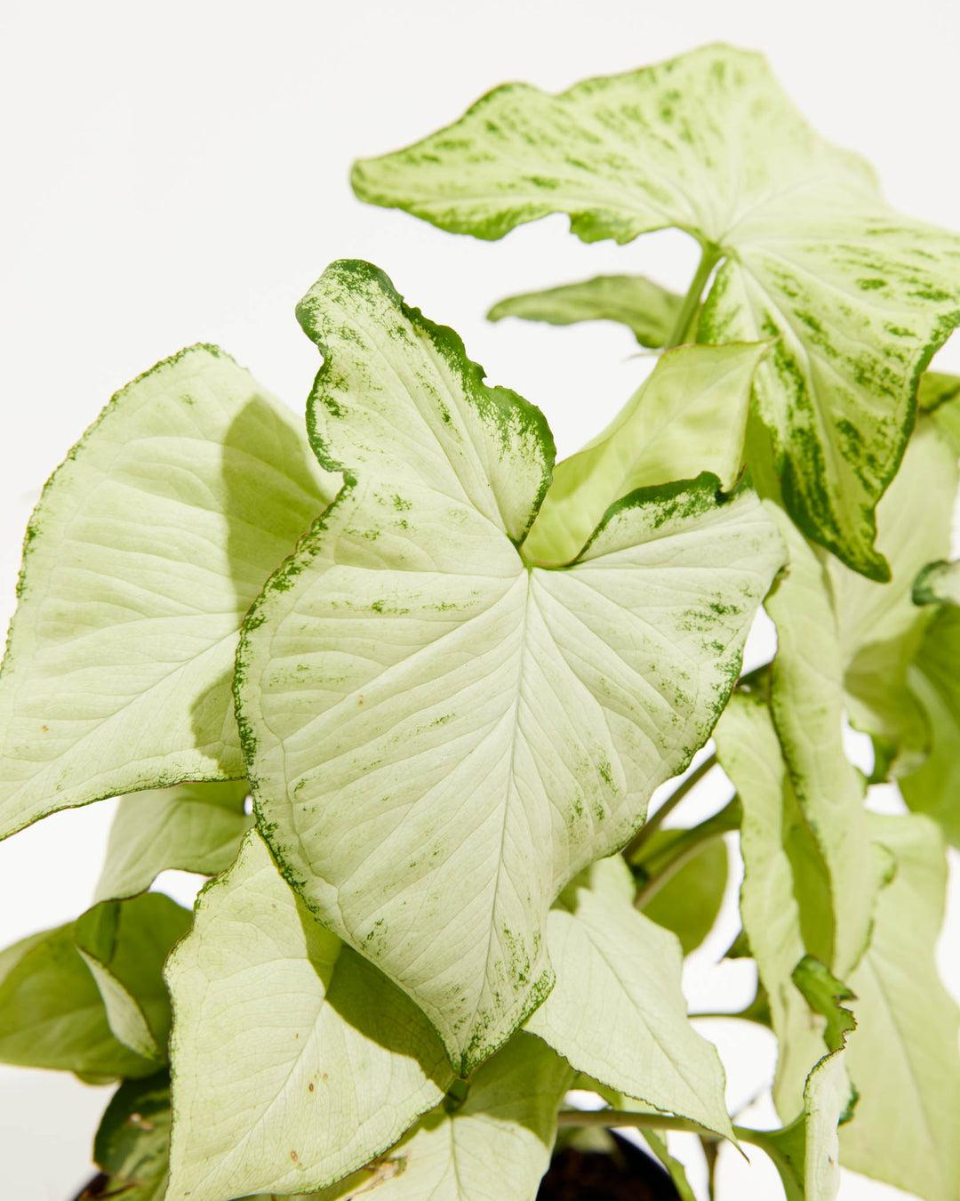 Syngonium Arrowhead Holly White - View 3 from www redcrocus com