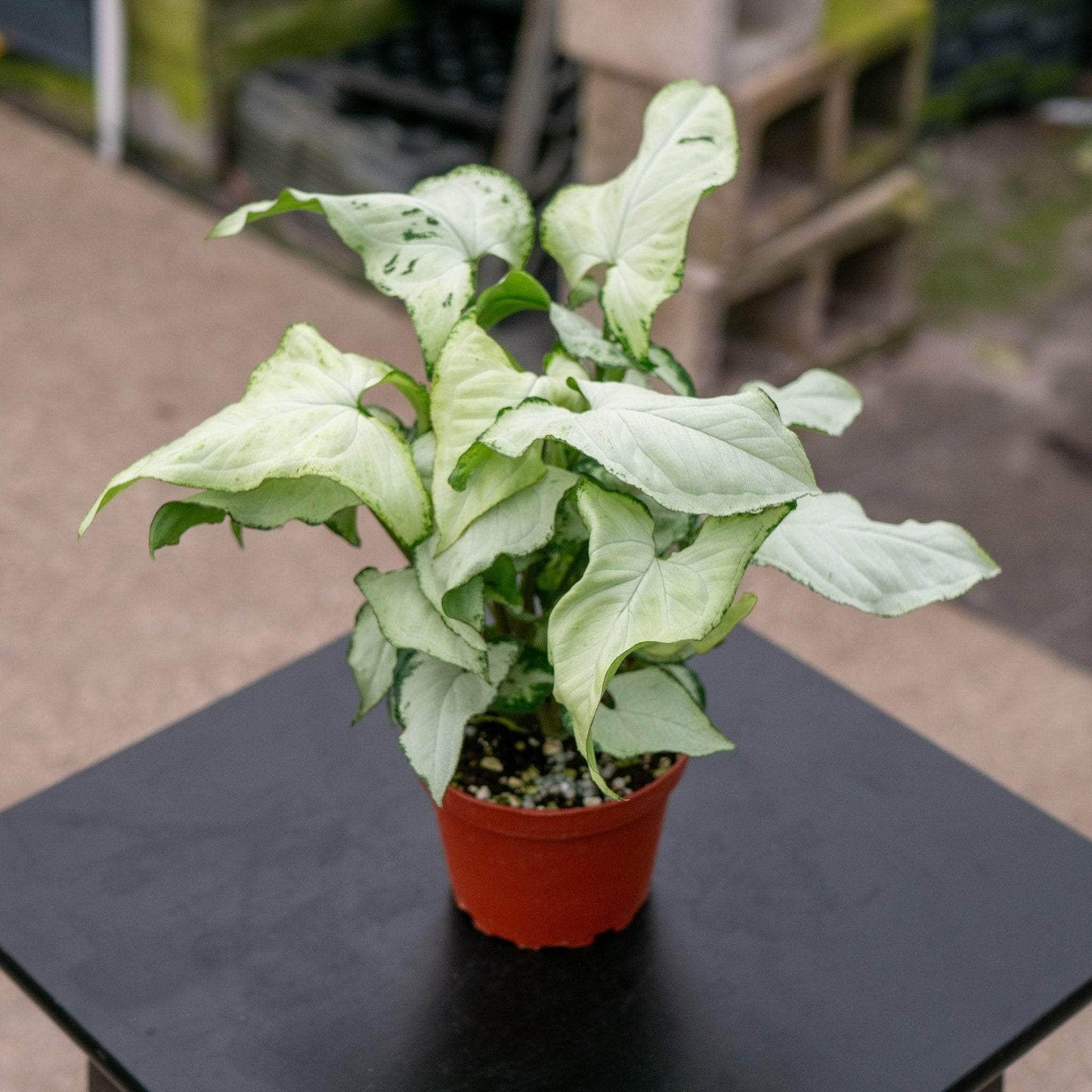 Syngonium Arrowhead Holly White - View 4 from www redcrocus com