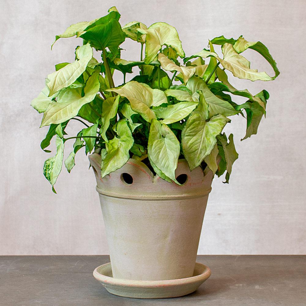 Syngonium Arrowhead Holly White - View 7 from www redcrocus com