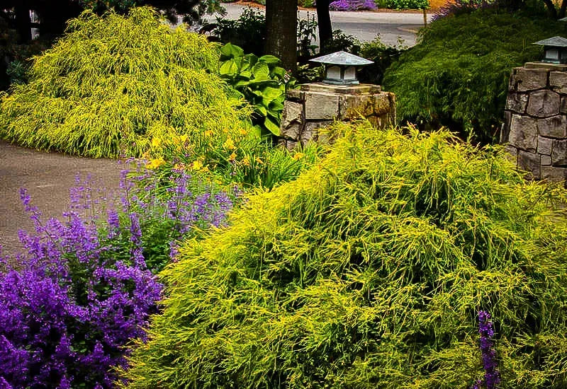 B Chamaecyparis Pis  Gold Mop Mop Cypress - View 13 from www redcrocus com