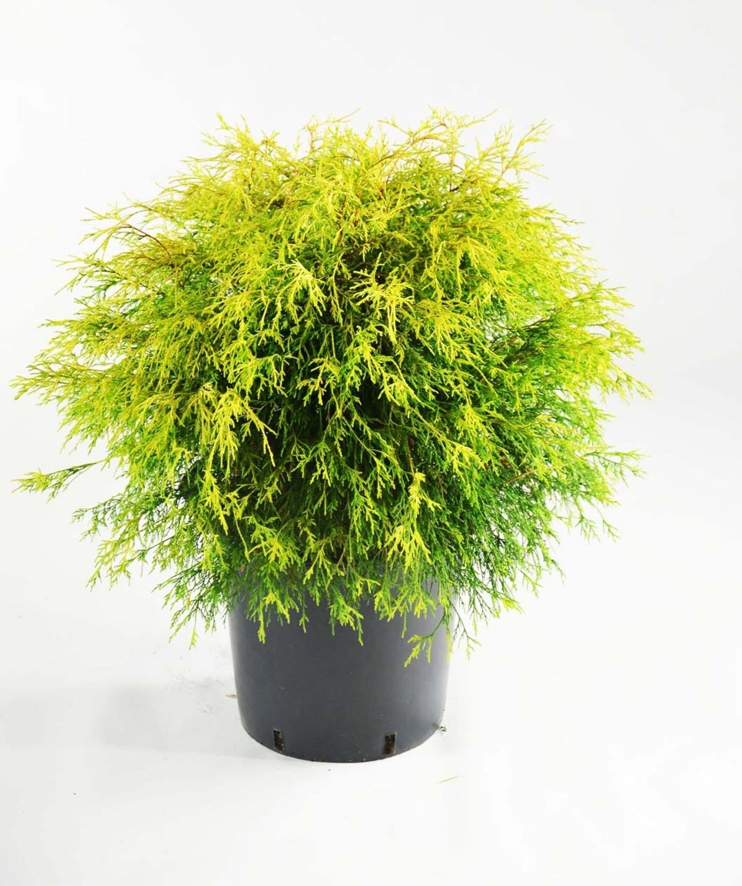 B Chamaecyparis Pis  Gold Mop Mop Cypress - View 23 from www redcrocus com