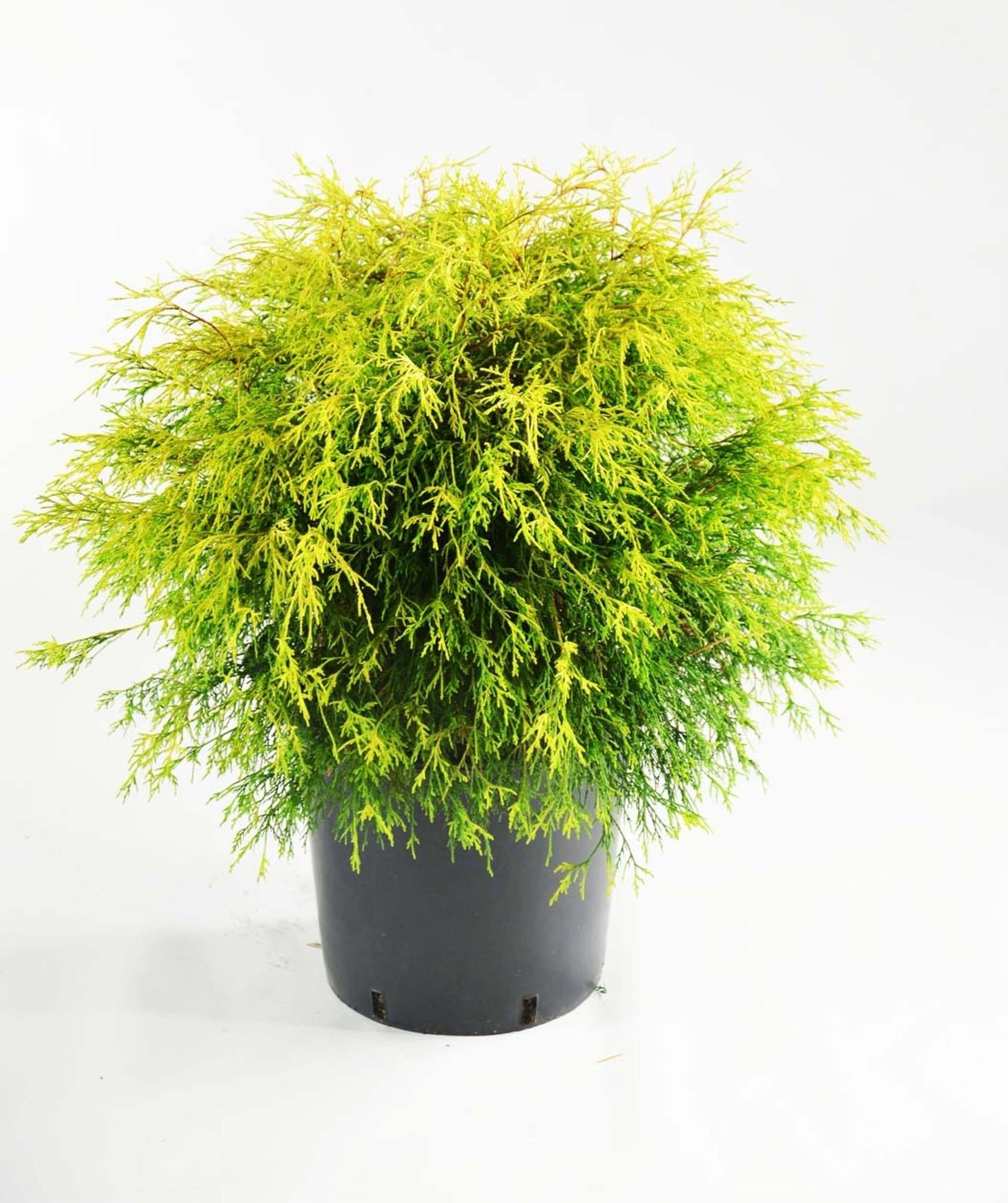 B Chamaecyparis Pis  Gold Mop Mop Cypress - View 23 from www redcrocus com