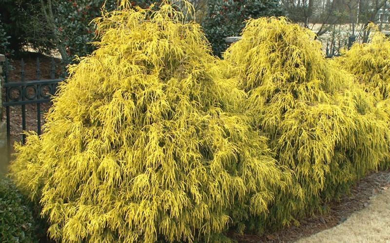 B Chamaecyparis Pis  Gold Mop Mop Cypress - View 24 from www redcrocus com