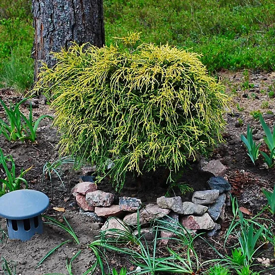 B Chamaecyparis Pis  Gold Mop Mop Cypress - View 26 from www redcrocus com