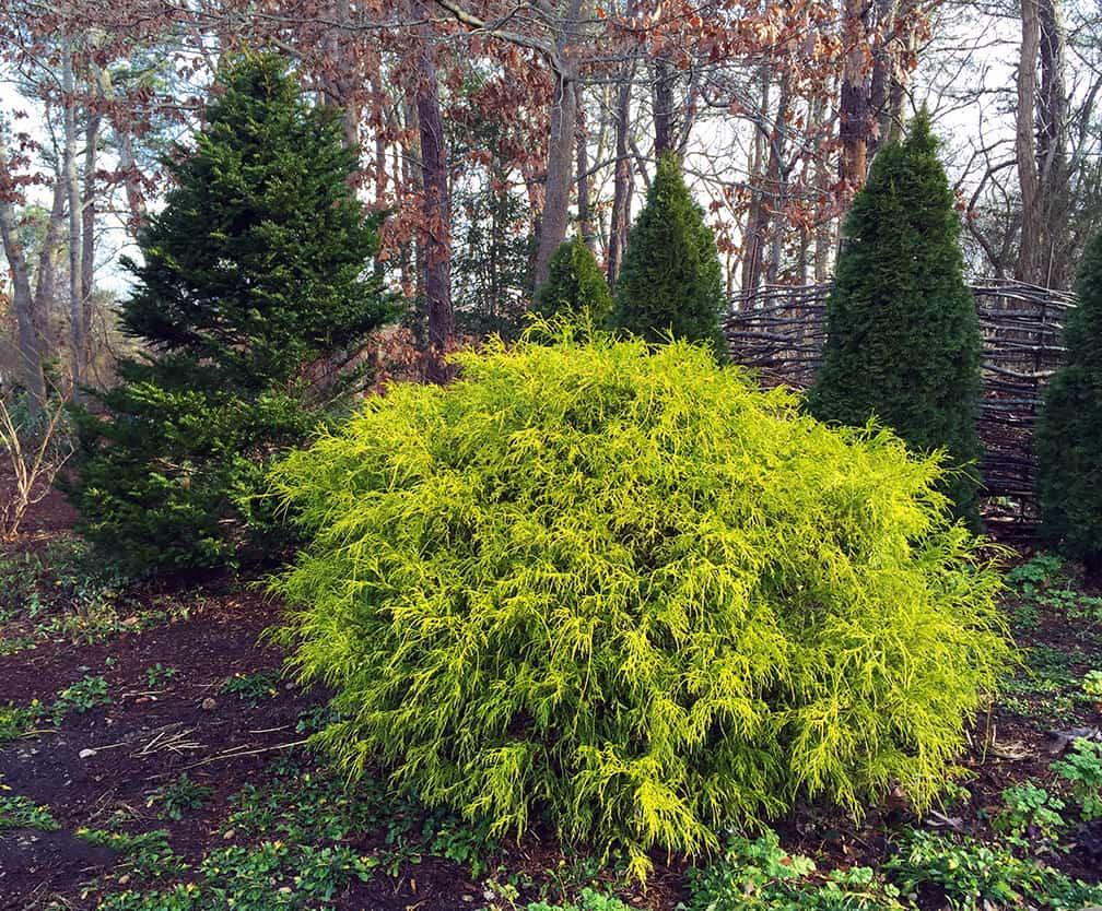 B Chamaecyparis Pis  Gold Mop Mop Cypress - View 28 from www redcrocus com