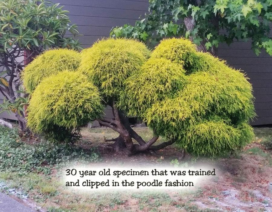 B Chamaecyparis Pis  Gold Mop Mop Cypress - View 35 from www redcrocus com