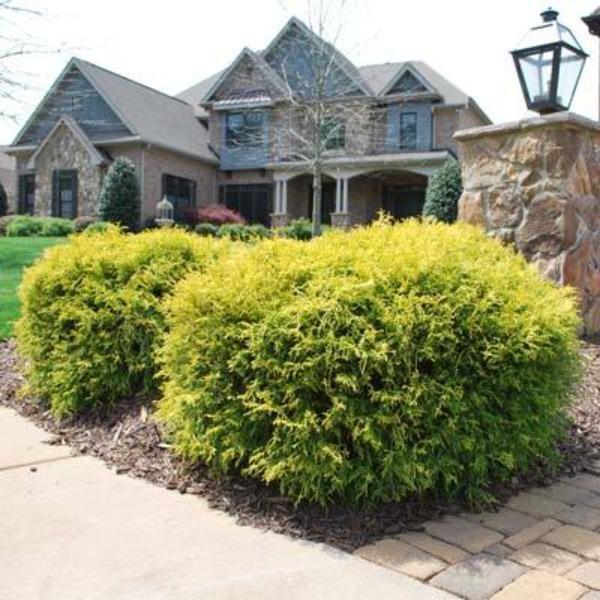 B Chamaecyparis Pis  Gold Mop Mop Cypress - View 7 from www redcrocus com