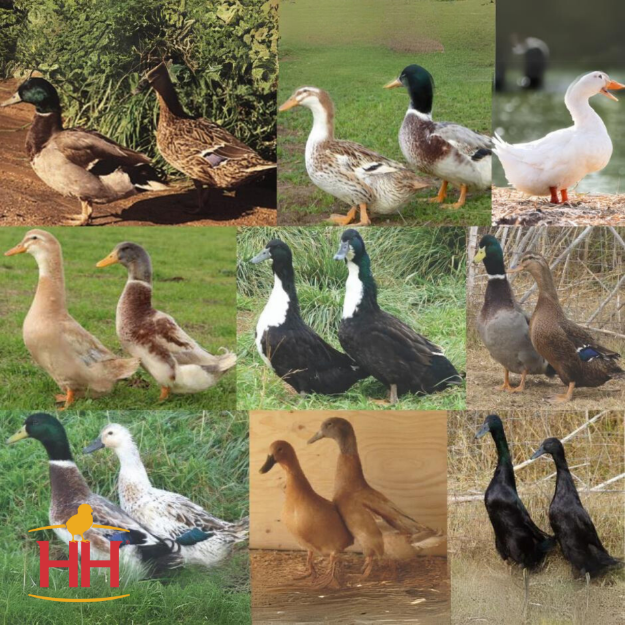 A5 Assorted - View 33 from www redcrocus com