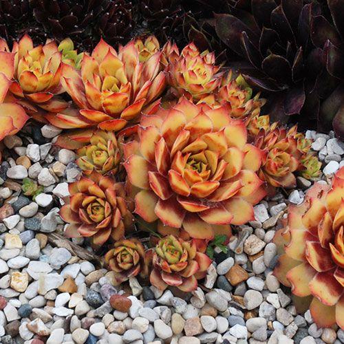 F6 Sempervivum Chick Charms Gold Crown - View 14 from www redcrocus com