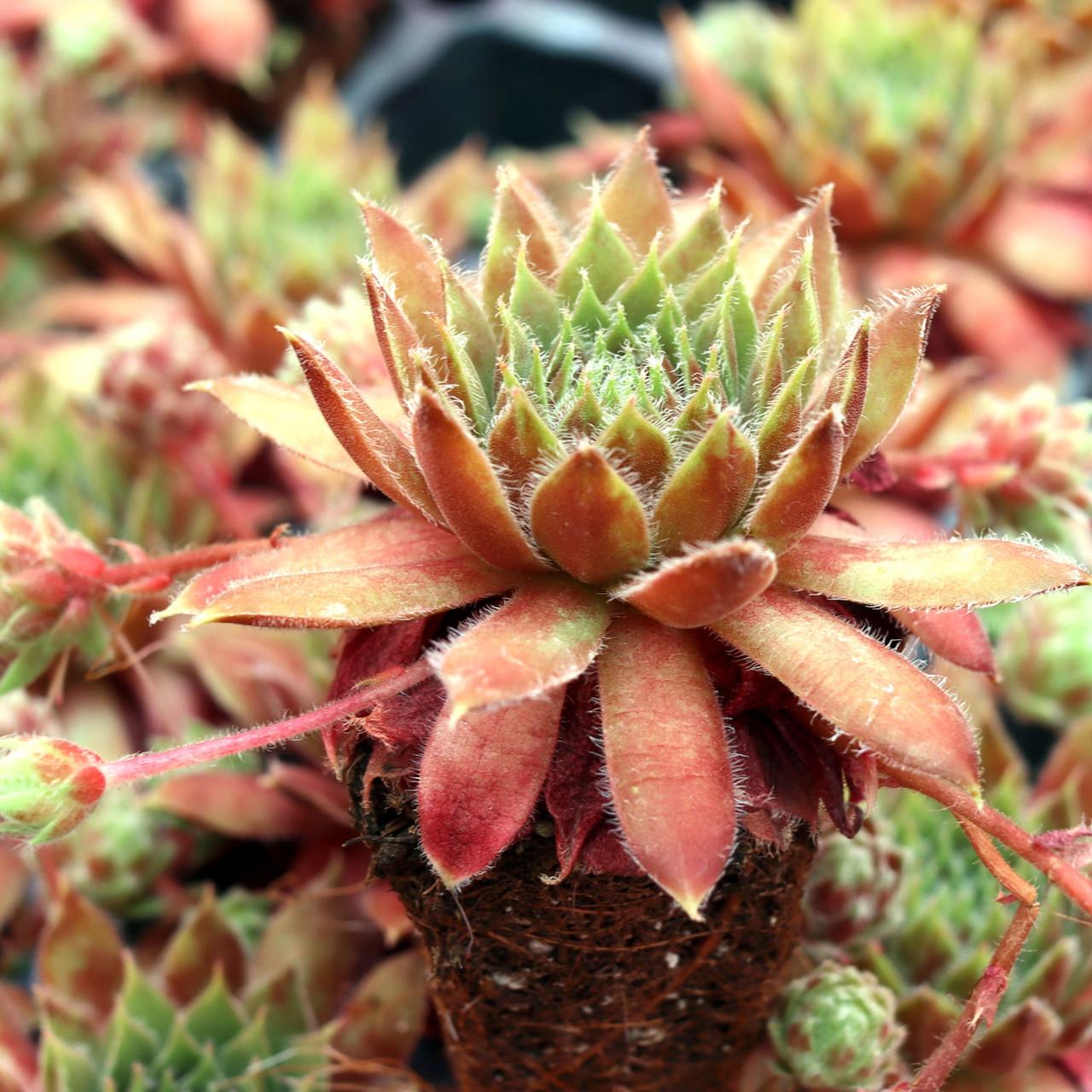 F6 Sempervivum Chick Charms Gold Crown - View 20 from www redcrocus com
