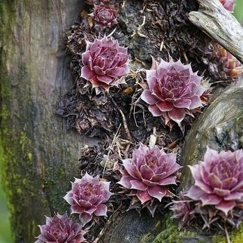 F6 Sempervivum Chick Charms Gold Crown - View 25 from www redcrocus com