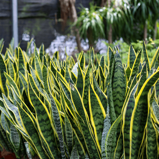 Sanseveria Laurentii - View 14 from www redcrocus com