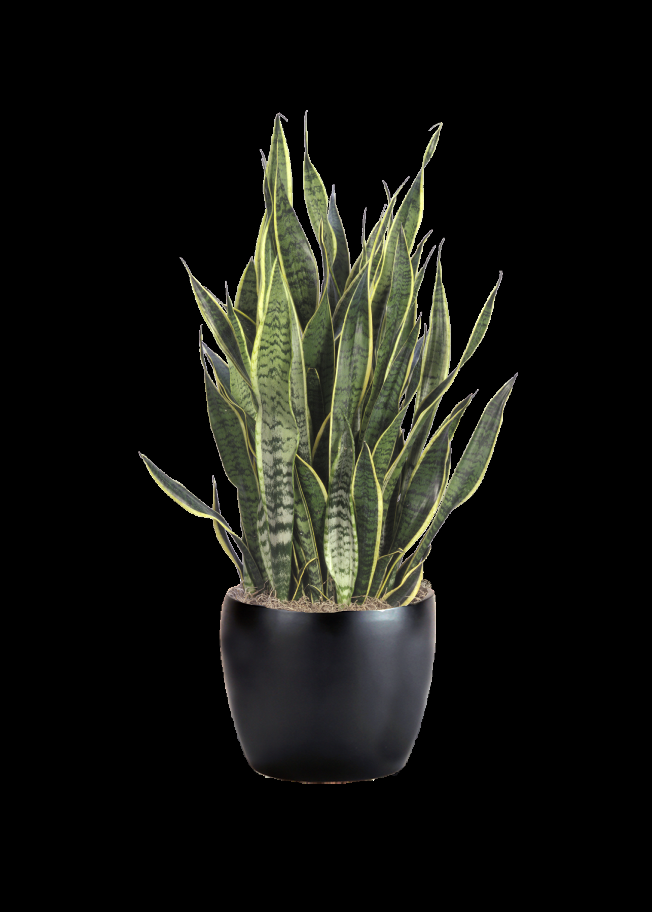 Sanseveria Laurentii - View 16 from www redcrocus com