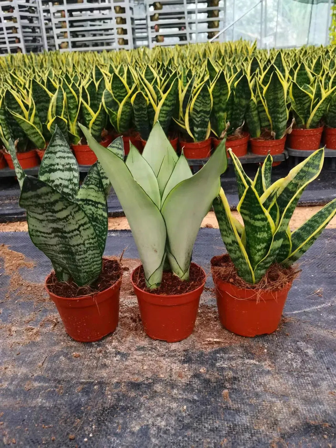 Sanseveria Laurentii - View 17 from www redcrocus com