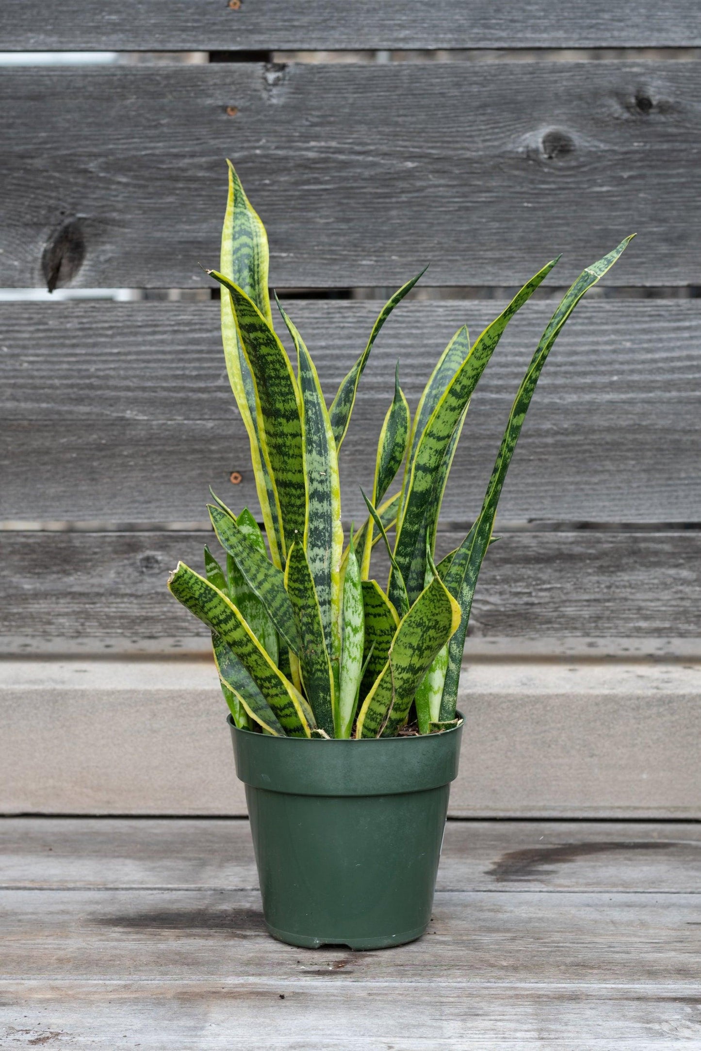 Sanseveria Laurentii - View 18 from www redcrocus com