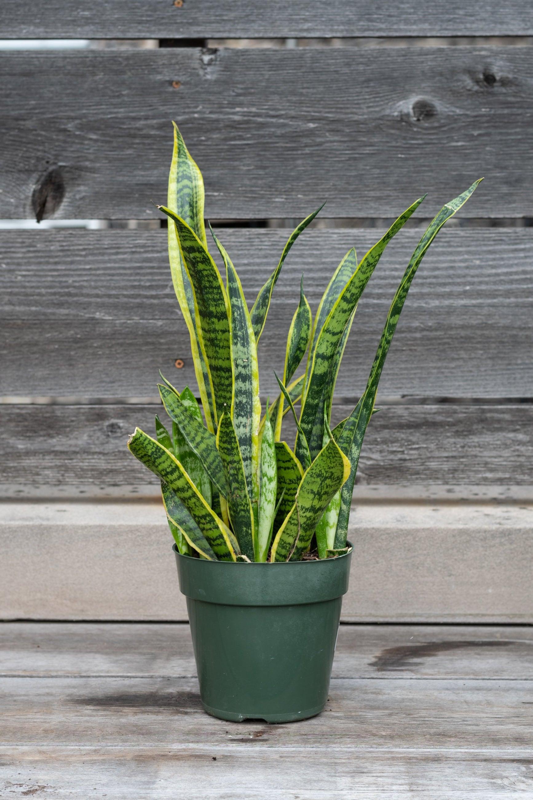 Sanseveria Laurentii - View 18 from www redcrocus com
