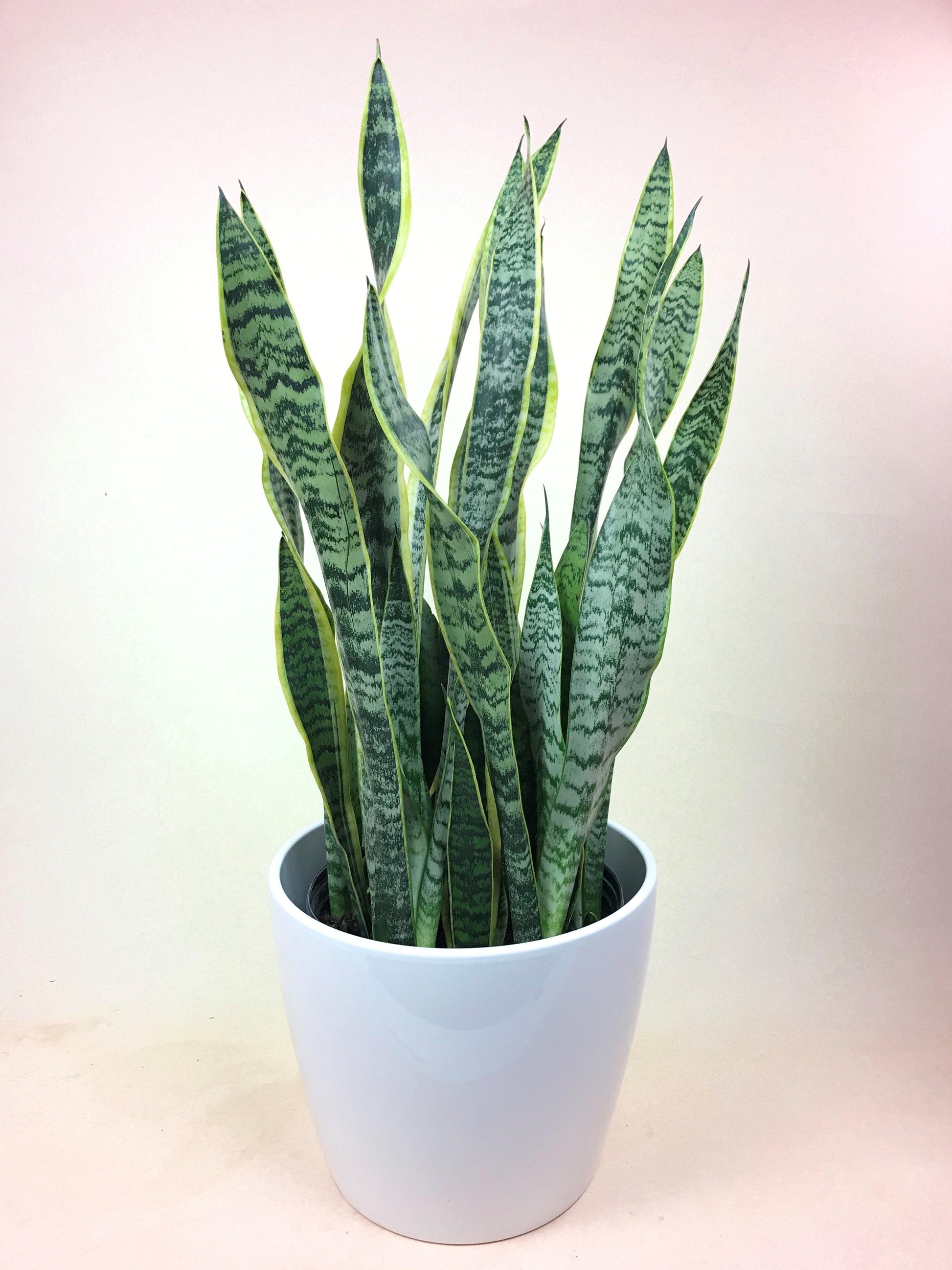 Sanseveria Laurentii - View 19 from www redcrocus com