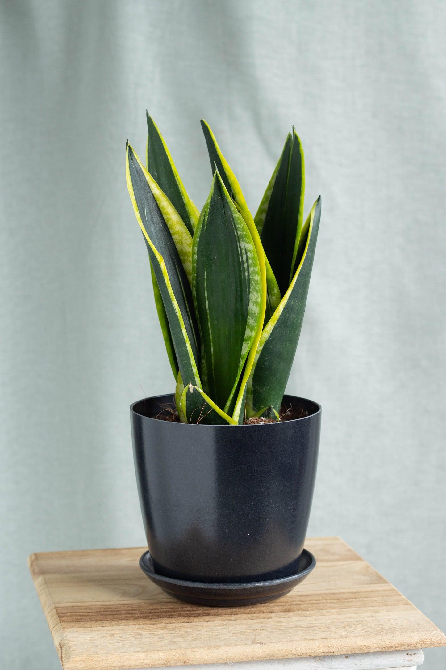 Sanseveria Laurentii - View 23 from www redcrocus com