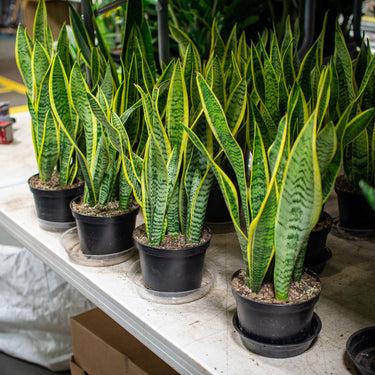 Sanseveria Laurentii - View 24 from www redcrocus com