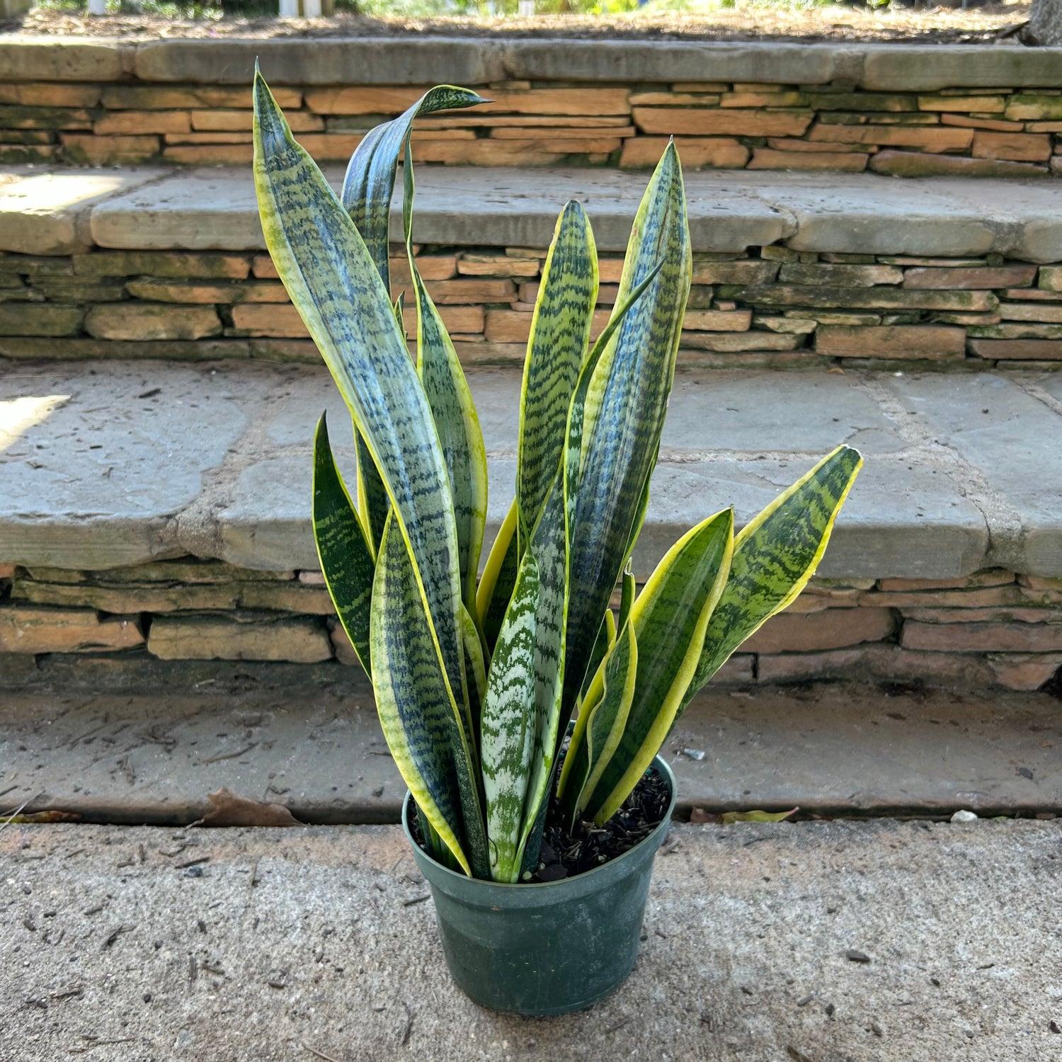 Sanseveria Laurentii - View 29 from www redcrocus com