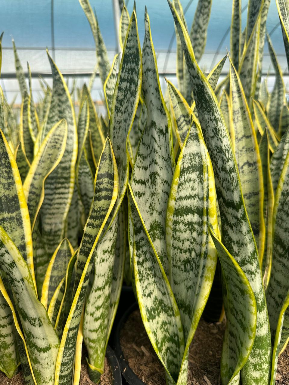Sanseveria Laurentii - View 2 from www redcrocus com