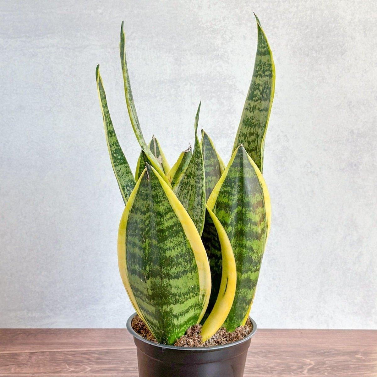 Sanseveria Laurentii - View 31 from www redcrocus com
