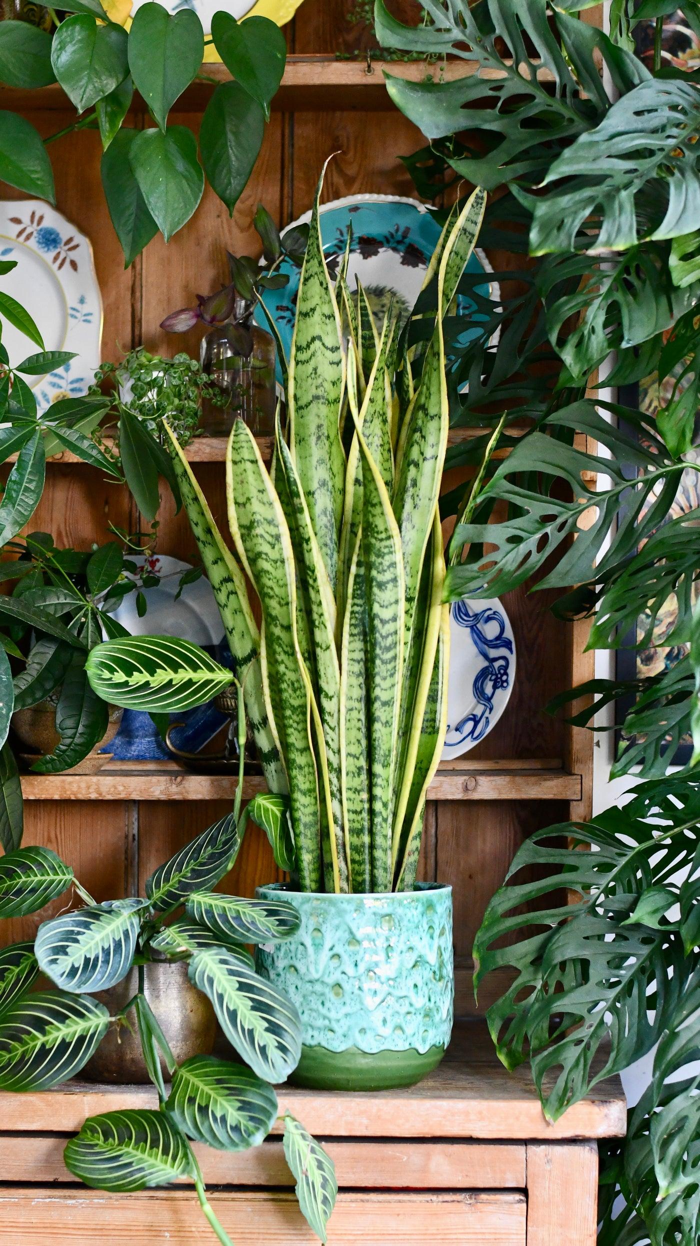Sanseveria Laurentii - View 33 from www redcrocus com