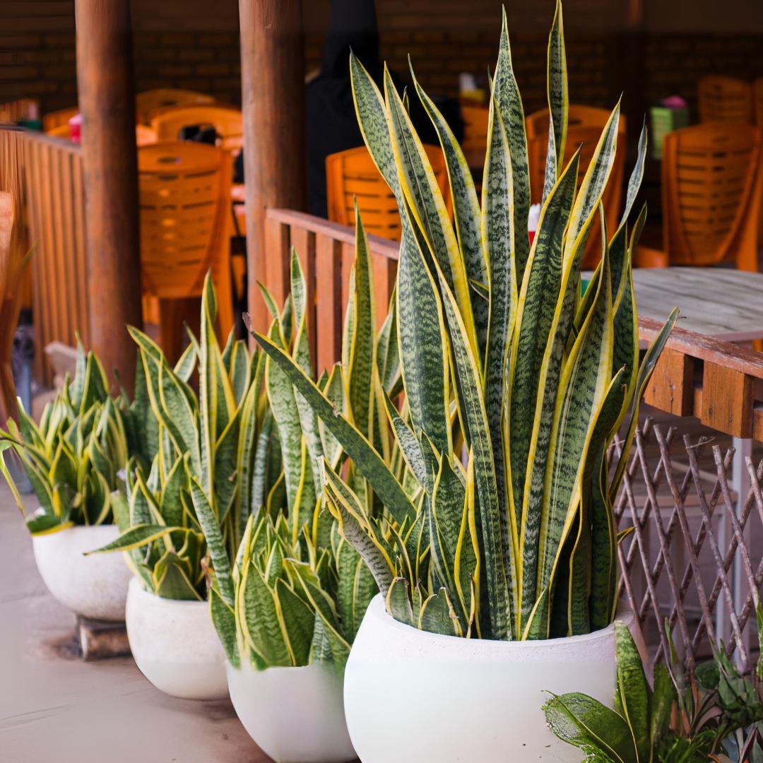 Sanseveria Laurentii - View 36 from www redcrocus com