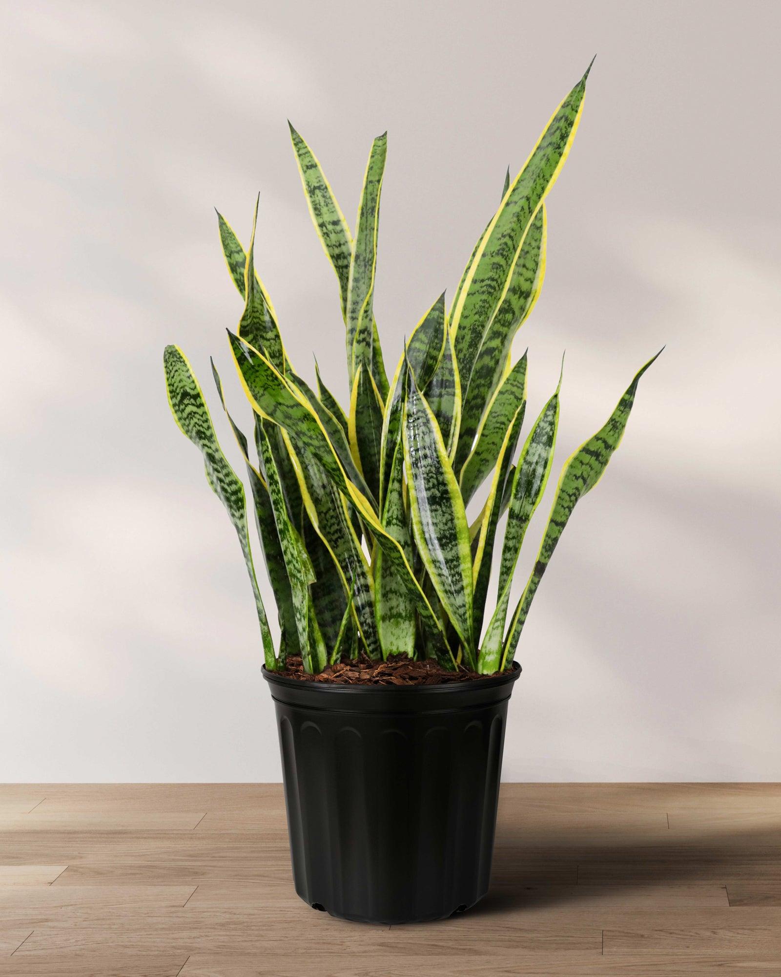 Sanseveria Laurentii - View 38 from www redcrocus com