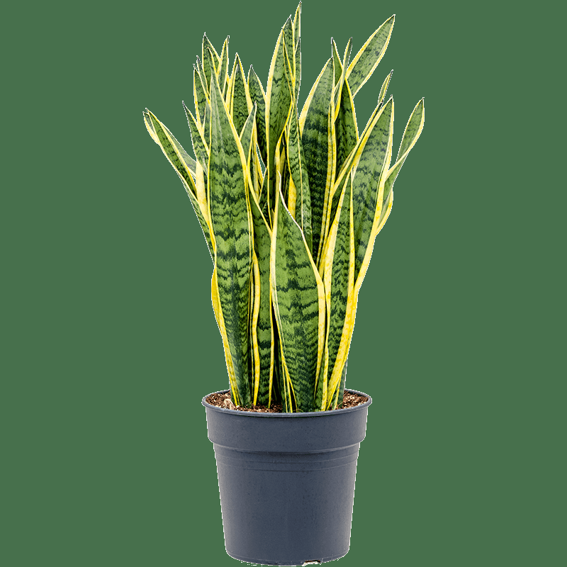 Sanseveria Laurentii - View 3 from www redcrocus com
