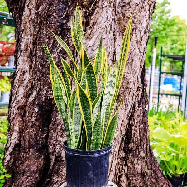 Sanseveria Laurentii - View 7 from www redcrocus com