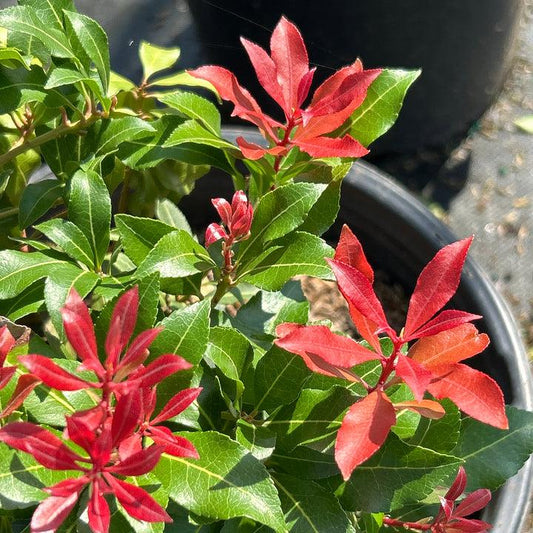 D0 Pieris Mountain Fire Sold Out - View 11 from www redcrocus com