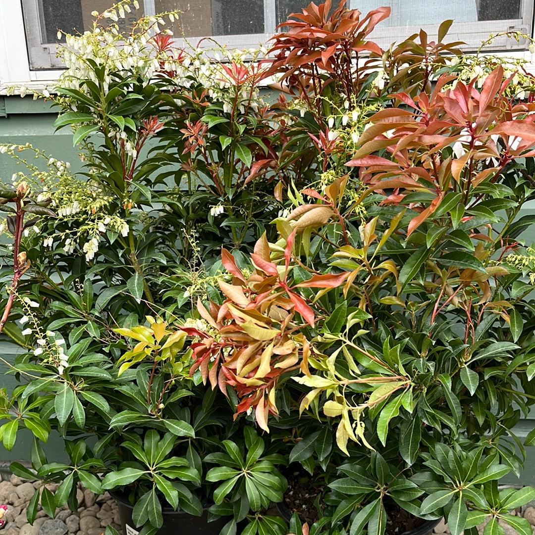 D0 Pieris Mountain Fire Sold Out - View 12 from www redcrocus com