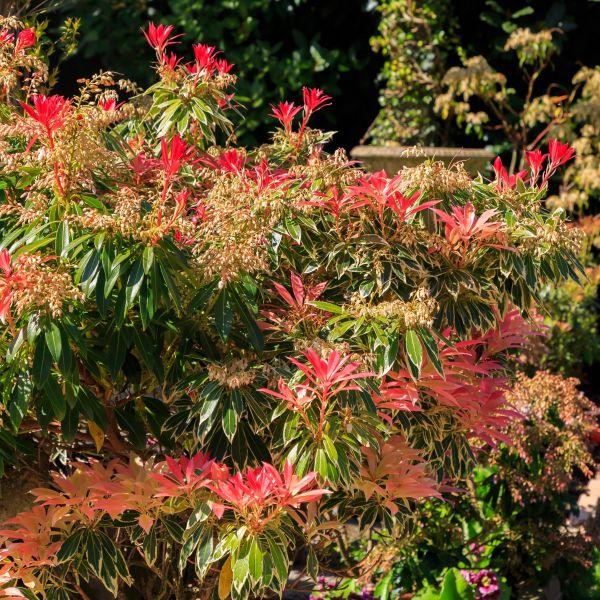 D0 Pieris Mountain Fire Sold Out - View 13 from www redcrocus com