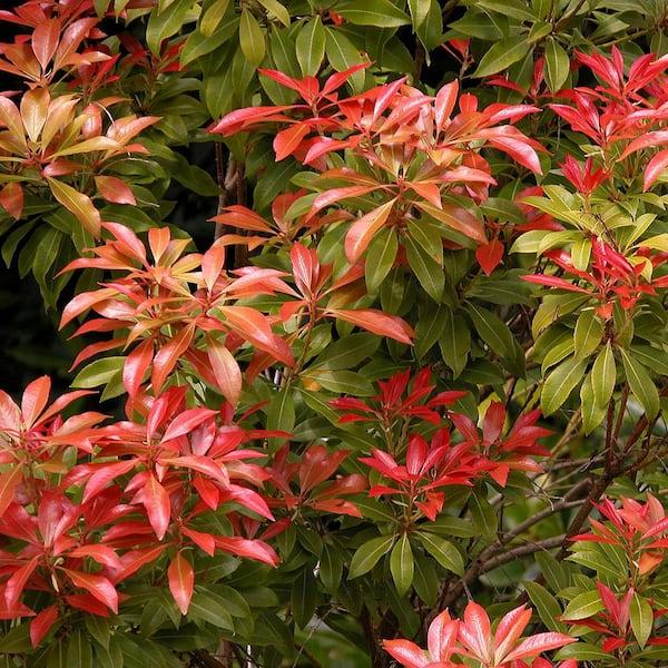 D0 Pieris Mountain Fire Sold Out - View 16 from www redcrocus com