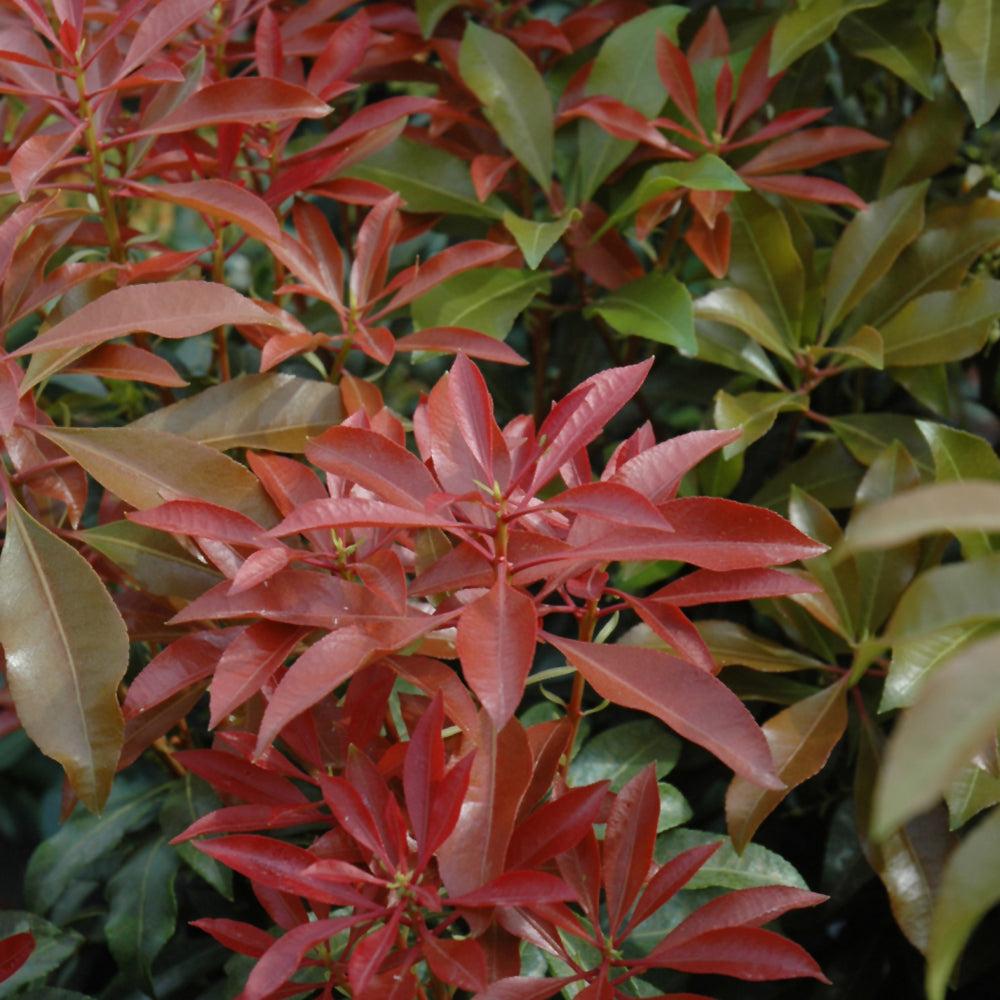 D0 Pieris Mountain Fire Sold Out - View 19 from www redcrocus com