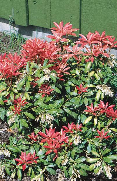D0 Pieris Mountain Fire Sold Out - View 36 from www redcrocus com