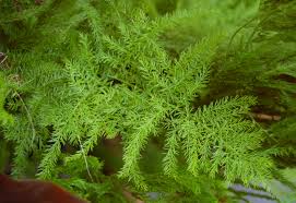 RedCrocus Fern Asparagus Plumosis Teepee Climbing Fern- Indoor & Outdoor Shade Plant, Feathery Foliage, Rapid Growth, Pollinator Attractor, Pet Warning, Container Friendly 1 Gallon Pot