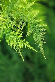 RedCrocus Fern Asparagus Plumosis Teepee Climbing Fern- Indoor & Outdoor Shade Plant, Feathery Foliage, Rapid Growth, Pollinator Attractor, Pet Warning, Container Friendly 1 Gallon Pot