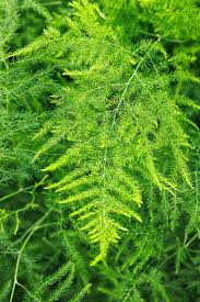 RedCrocus Fern Asparagus Plumosis Teepee Climbing Fern- Indoor & Outdoor Shade Plant, Feathery Foliage, Rapid Growth, Pollinator Attractor, Pet Warning, Container Friendly 1 Gallon Pot