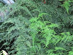 RedCrocus Fern Asparagus Plumosis Teepee Climbing Fern- Indoor & Outdoor Shade Plant, Feathery Foliage, Rapid Growth, Pollinator Attractor, Pet Warning, Container Friendly 1 Gallon Pot